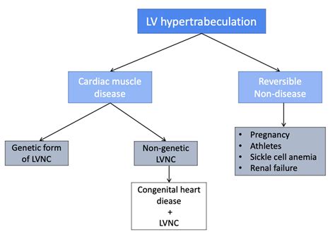 lv non compaction guidelines.